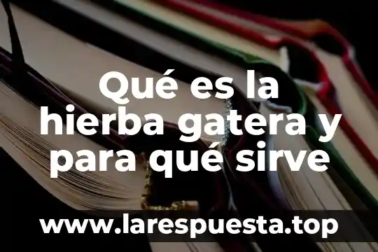 Qué es la hierba gatera y para qué sirve