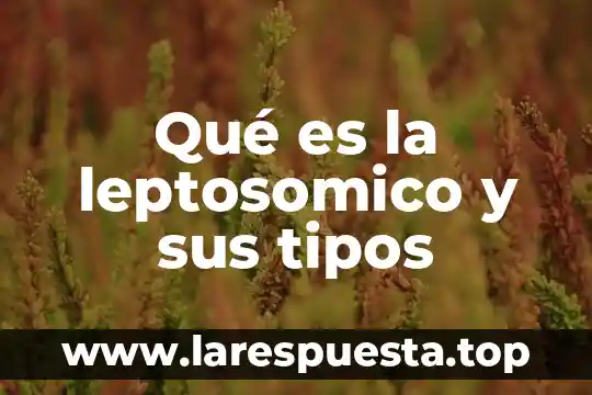 Tipos de marketing digital que es 7 Qué es la leptosomico y sus tipos