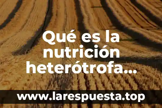 Que es la nutricion autotrofa tipos 6 Qué es la nutrición heterótrofa definición