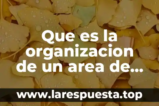 Qué es un cuadrilátero y ejemplos 8 Que es la organizacion de un area de trabajo