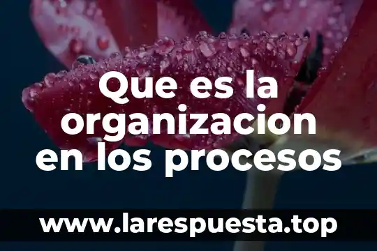 Que es organizacion de las empresas mercansistas 3 Que es la organizacion en los procesos