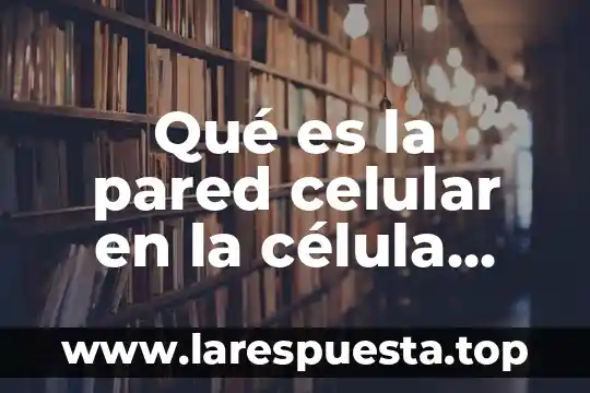 Investigar que es procariota 3 Qué es la pared celular en la célula procariota