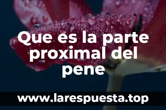 Que es la parte proximal del pene