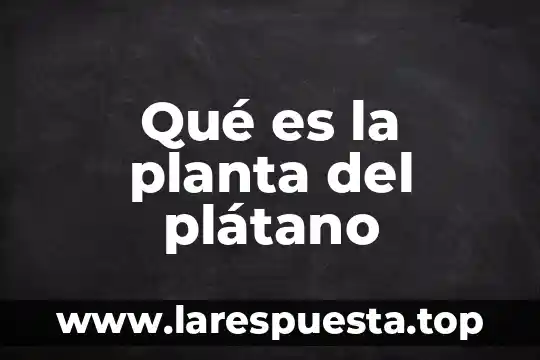 Qué es la planta del plátano