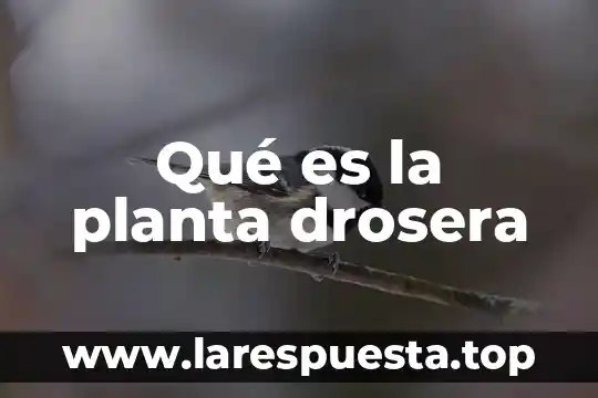 Que es contrato de planta 7 Qué es la planta drosera