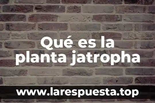 Qué es la planta jatropha