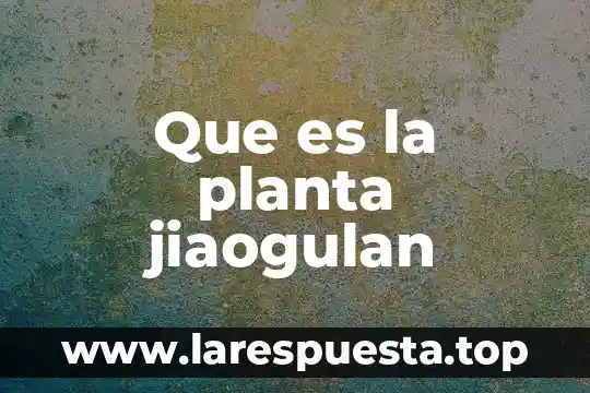 Que es la yuca planta 4 Que es la planta jiaogulan