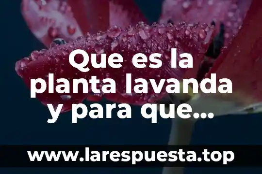 Que es la planta lavanda y para que sirve