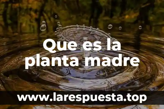 Que es mejor pastillas o gotas vale madre 5 Que es la planta madre