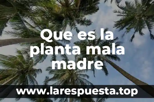 Que es la planta mala madre