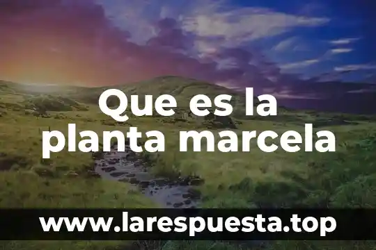 Que es la planta marcela