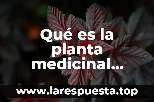 Qué es la planta medicinal llamada quilina