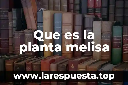 Que es contrato de planta 5 Que es la planta melisa