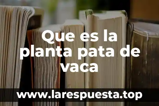 Que es la planta pata de vaca