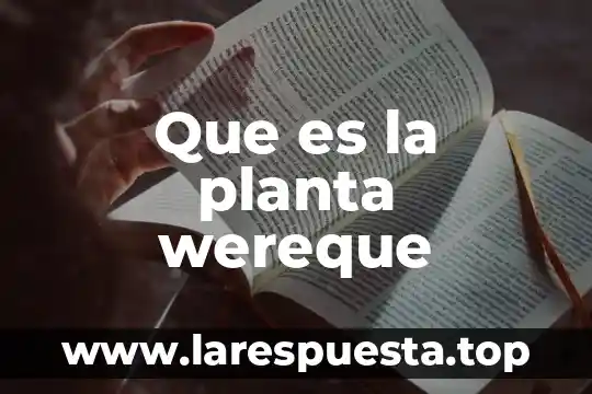 Que es contrato de planta 4 Que es la planta wereque