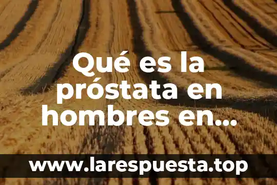Que es la grasa abdominal hombres 7 Qué es la próstata en hombres en sexualidad