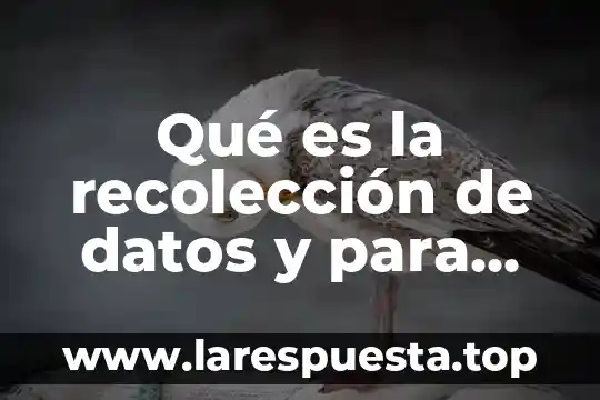 Qué es la recolección de datos y para qué sirve