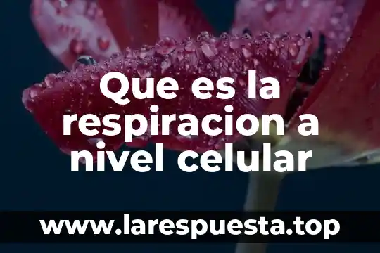 Que es la respiracion natural 7 Que es la respiracion a nivel celular