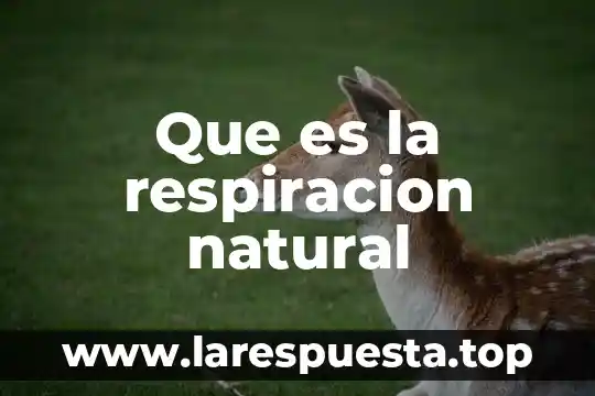 Que es respiracion en medicina concepto 8 Que es la respiracion natural