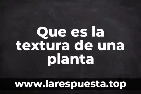 Que es la planta de techos 6 Que es la textura de una planta