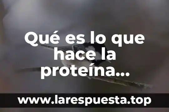 Qué es lo que hace la proteína hidrolizada