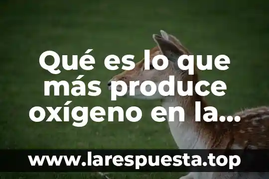 Qué es lo que más produce oxígeno en la tierra