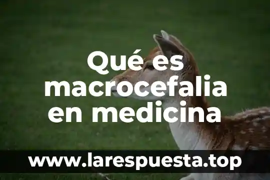 Qué es macrocefalia en medicina