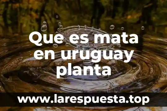 Que es la planta de techos 8 Que es mata en uruguay planta