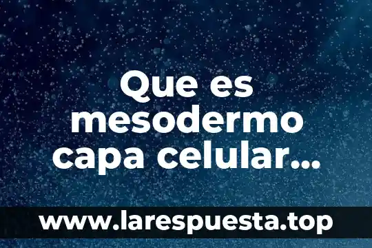 Que es mesodermo capa celular del embrion