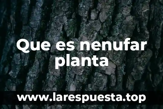 Que es nenufar planta