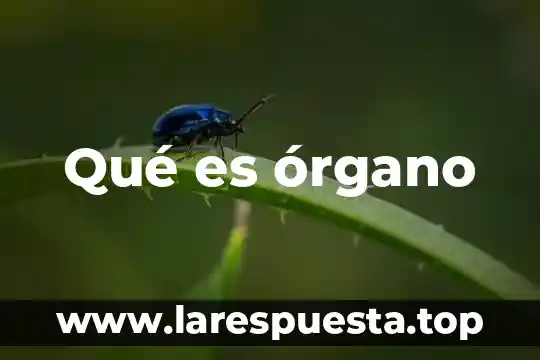 Que es organo circunventricular 7 Qué es órgano