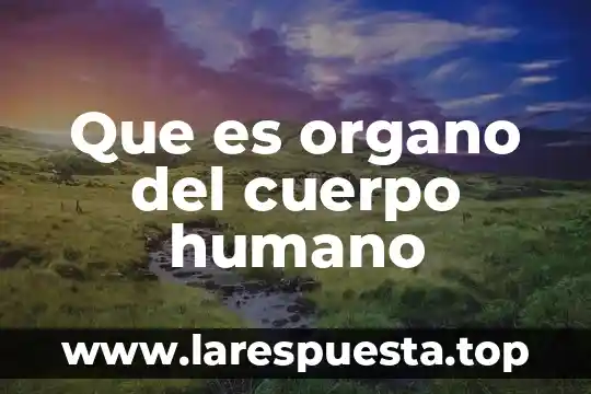 Goethe que es el humano 7 Que es organo del cuerpo humano