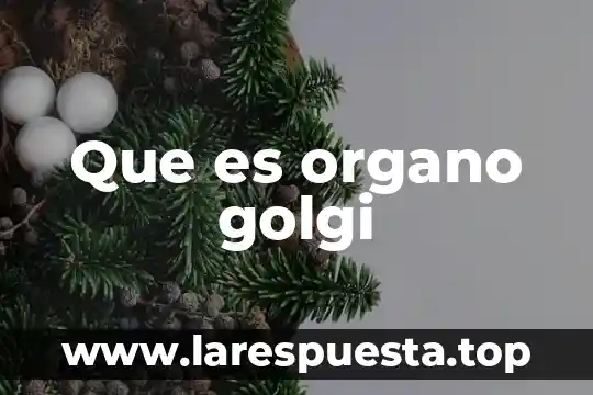 Que es organo circunventricular 6 Que es organo golgi