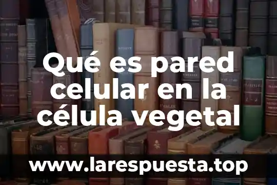 Qué es pared celular en la célula vegetal