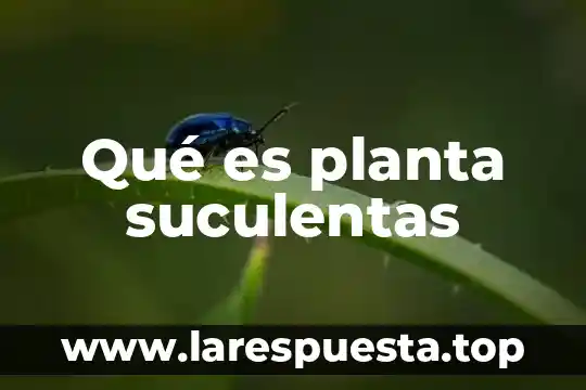Qué es planta suculentas