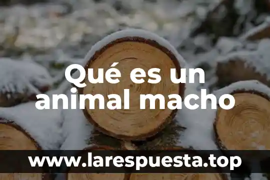 Que es un capulin animal 3 Qué es un animal macho