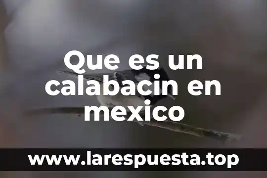 Que es un calabacin en mexico