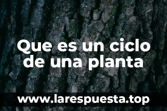 Que es un ciclo de una planta