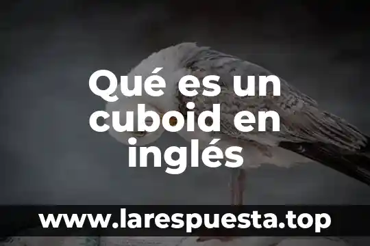 Qué es un cuboid en inglés