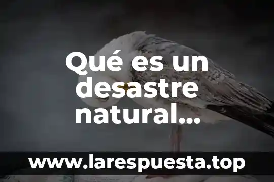 Qué es un desastre natural español y inglés