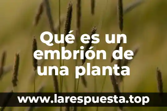 Qué es un embrión de una planta