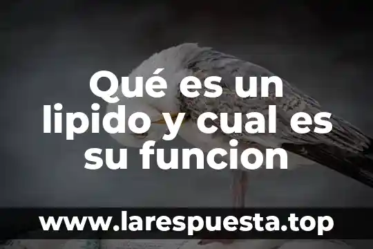 Qué es un lipido y cual es su funcion