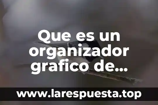 Que es la condicion juridica de los extranjeros en mexico 8 Que es un organizador grafico de mexico