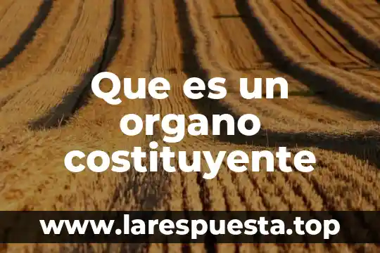 Que es organo circunventricular 4 Que es un organo costituyente