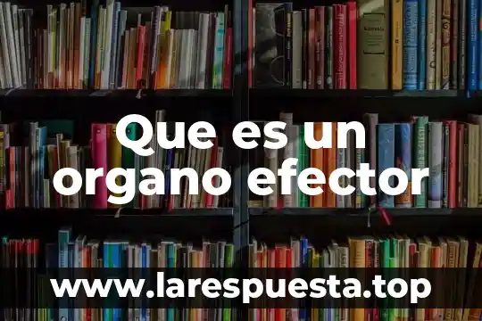 Que es un organo efector