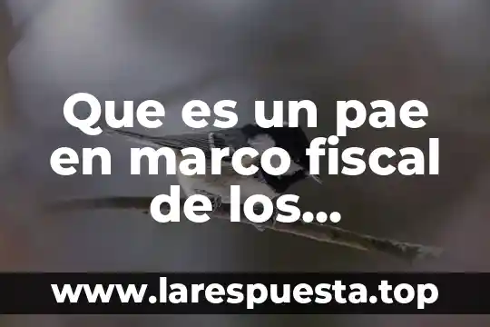 Que es un proyectista de negocios certificación 8 Que es un pae en marco fiscal de los negocios