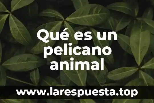 Qué es un pelicano animal