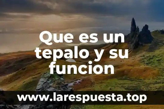 Que es el numerador y el denominador en una funcion 3 Que es un tepalo y su funcion