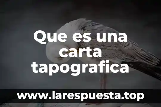 Qué es una carta oferta y sus 5 Que es una carta tapografica
