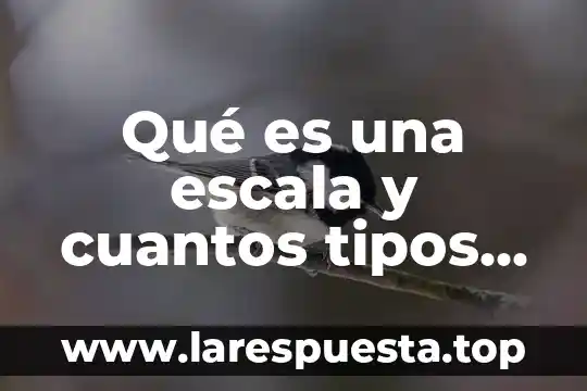 Qué es una función y cuántos tipos de función hay 4 Qué es una escala y cuantos tipos hay